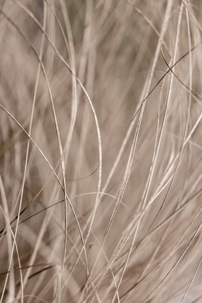 poster-print-summer-grass-3
