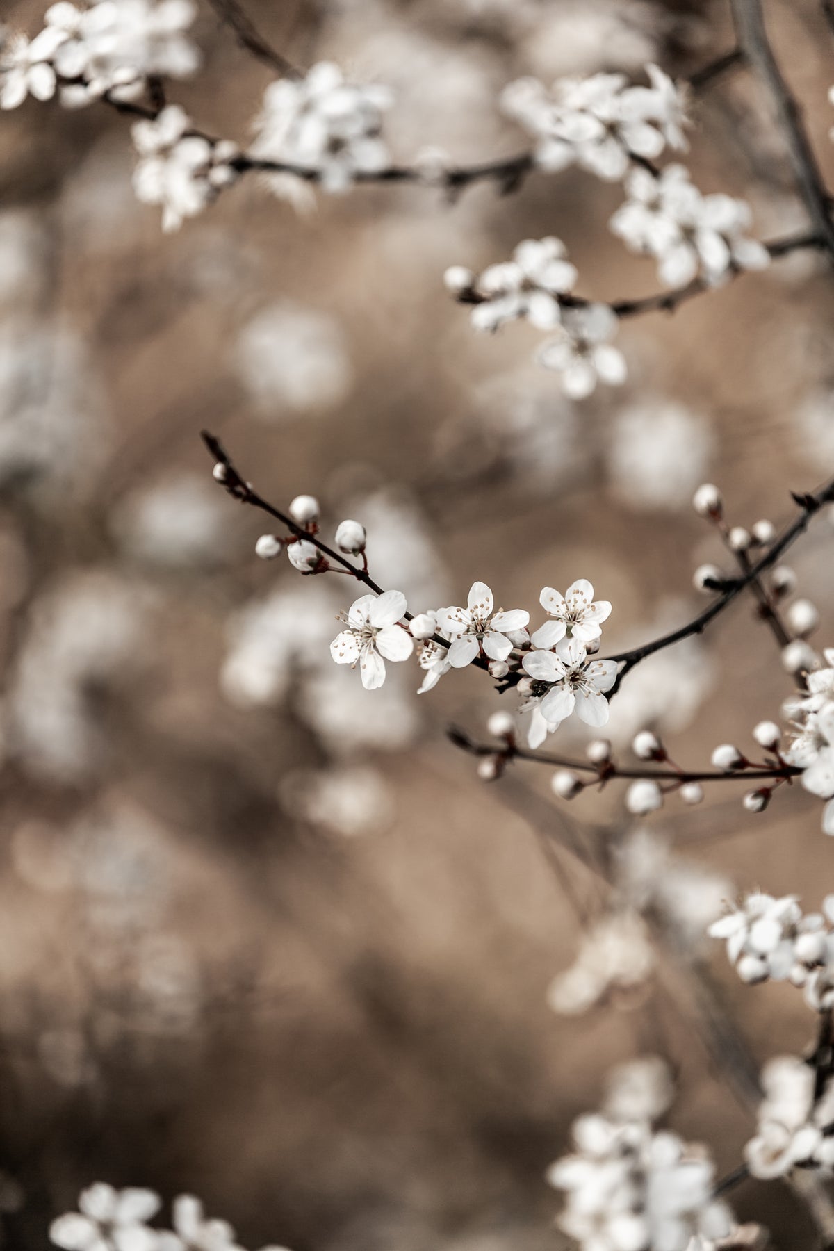 acrylic-print-last-spring-1