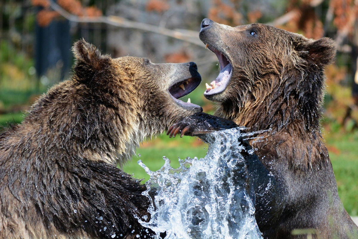 framedcanvas-print-grizzly-fight