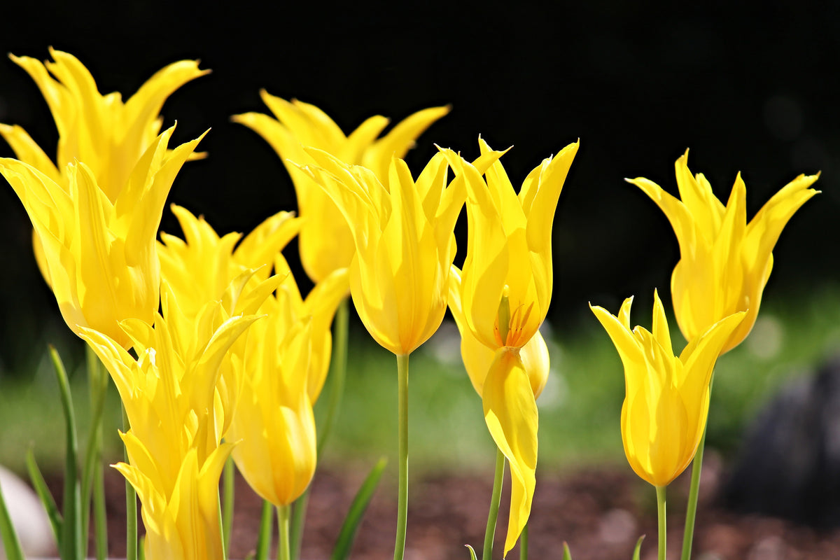 framedposter-print-yellow-tulips-in-the-nature