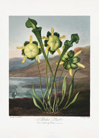 framedposter-print-pitcher-plant-from-the-temple-of-flora-1807