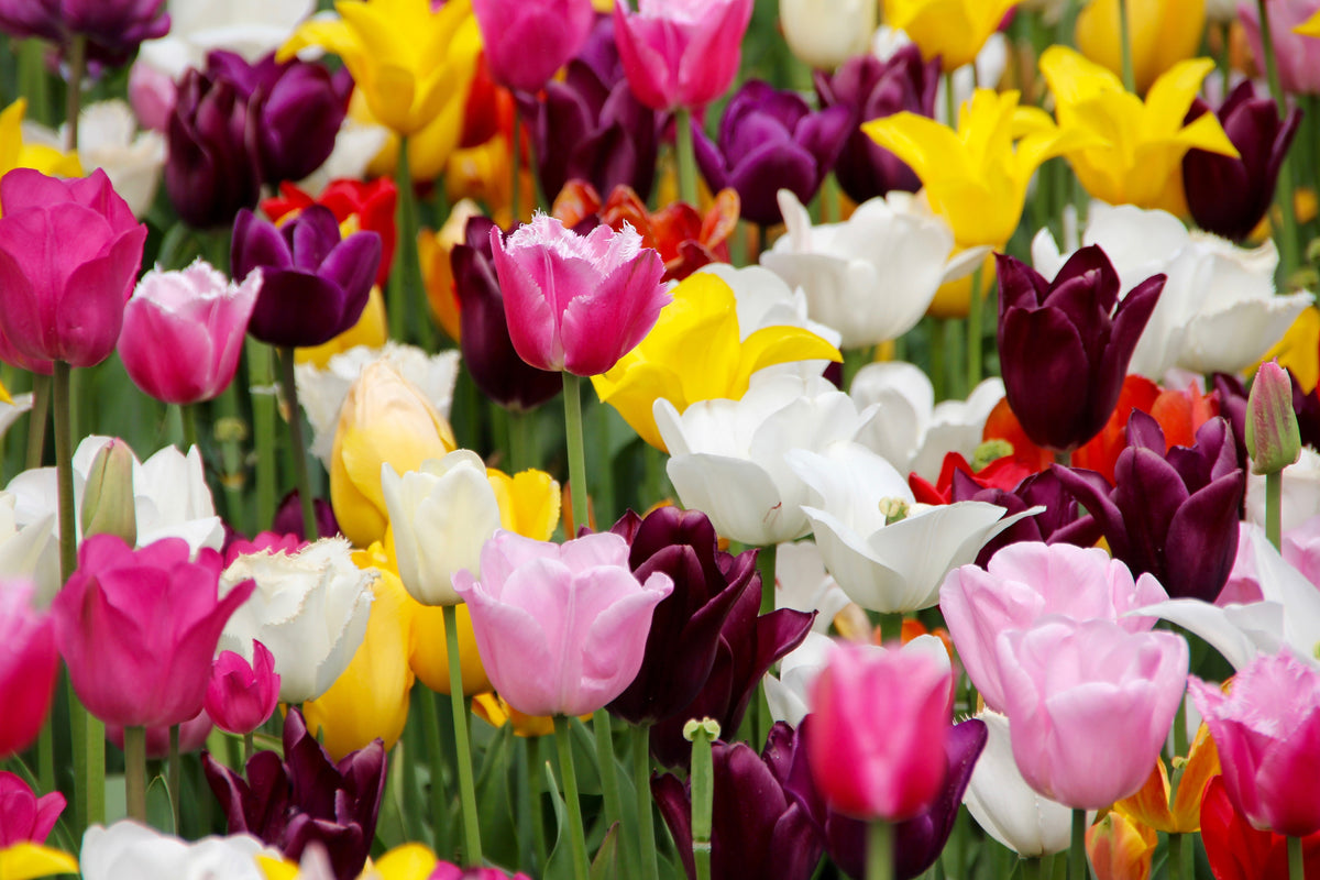 3-piece-aluminium-print-colorful-tulip-field