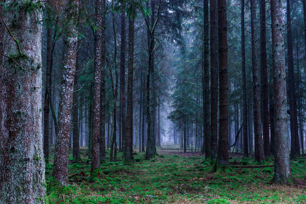 3-piece-canvas-print-fir-trees-forest