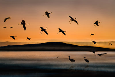 poster-print-fly-in-at-sunset