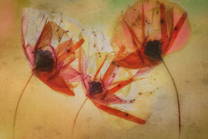 aluminium-print-poppy-seeds