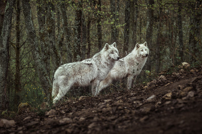 poster-print-meeting-with-white-wolves-x