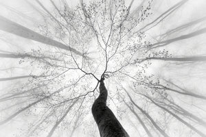 3-piece-aluminium-print-spring-talk-with-trees