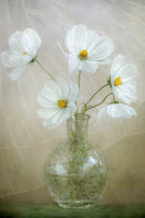 acrylic-print-cosmos-breeze