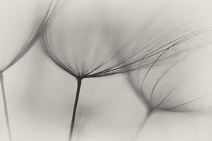 canvas-print-tragopogon
