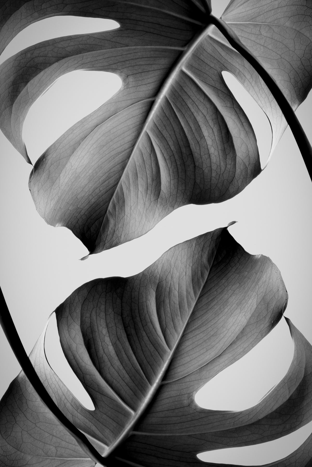 canvas-print-monstera-monochrome