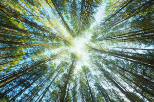 canvas-print-pine-forest