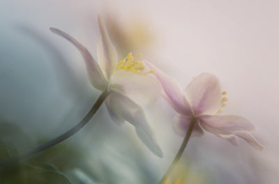poster-print-gentle
