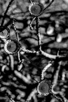 aluminium-print-organic-harmony