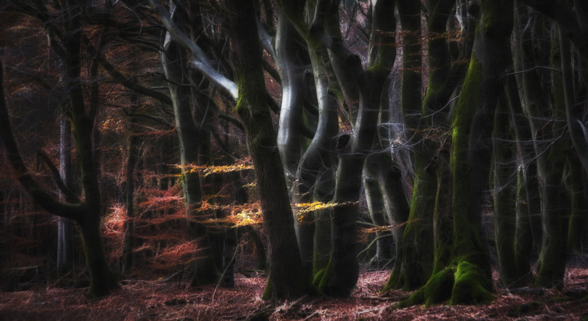aluminium-print-mystical-speulderforest