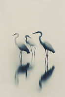 framedposter-print-ethereal-egrets