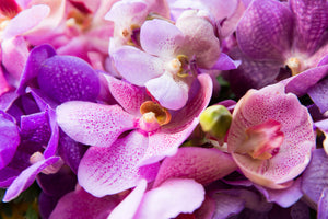 aluminium-print-orchid-paradise