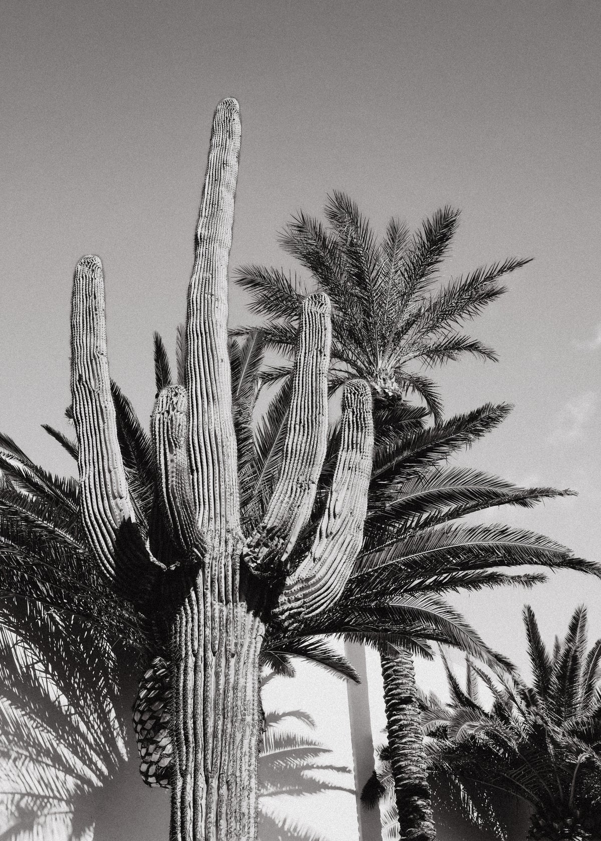 acrylic-print-cactus-bw-las-vegas