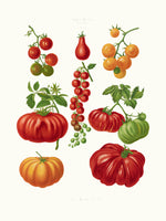 canvas-print-tomatoes-or-love-apples-from-album-benary-1876-1886-by-ernst-benary
