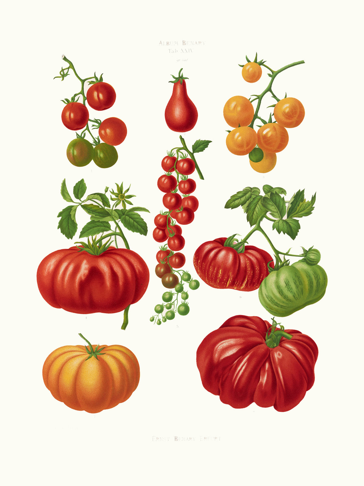 canvas-print-tomatoes-or-love-apples-from-album-benary-1876-1886-by-ernst-benary