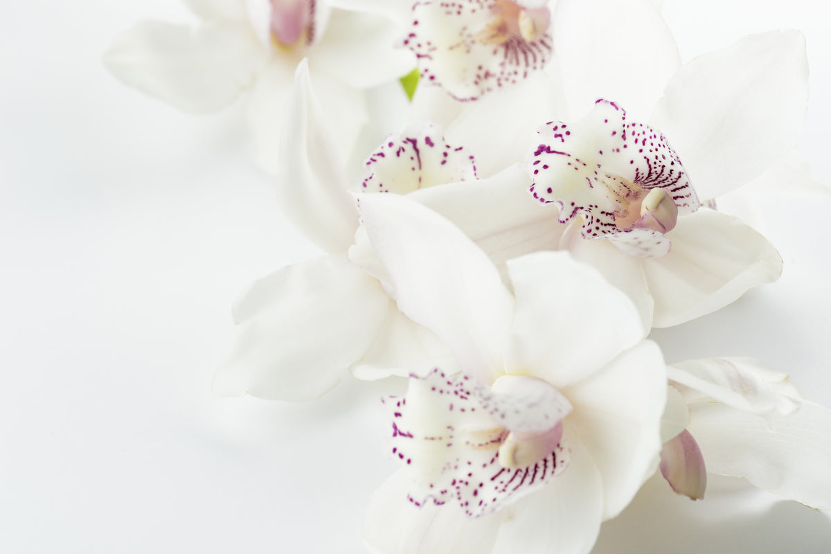framedcanvas-print-fantastic-orchids
