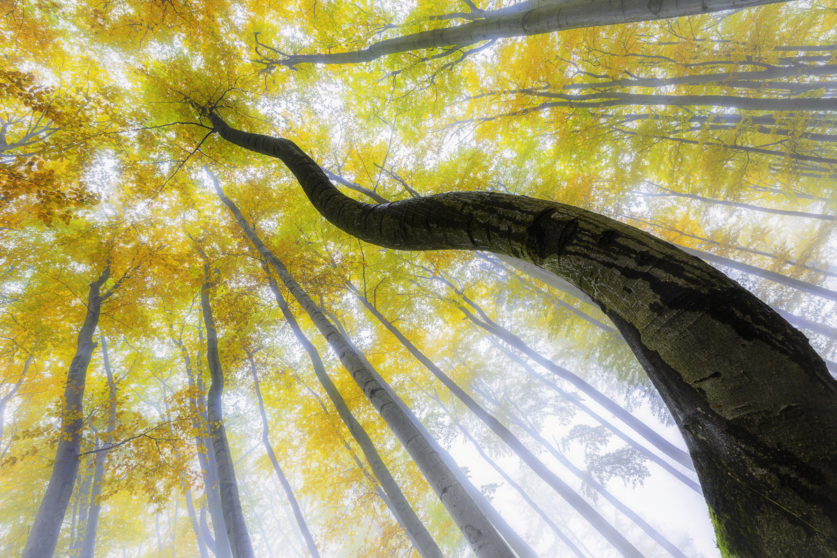 framedposter-print-reaching-for-autumn-light