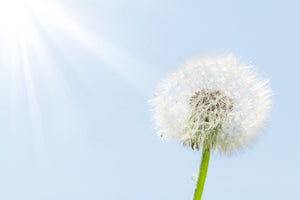 aluminium-print-dandelion-in-sunbeam