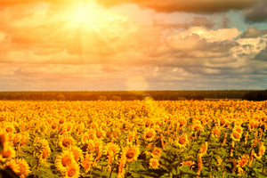 framedposter-print-golden-light-sunflower