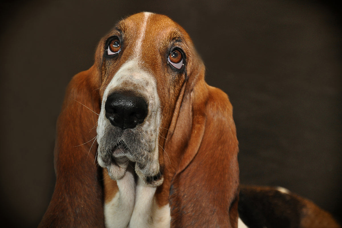 3-piece-aluminium-print-typical-basset