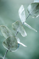 framedposter-print-eucalyptus-9