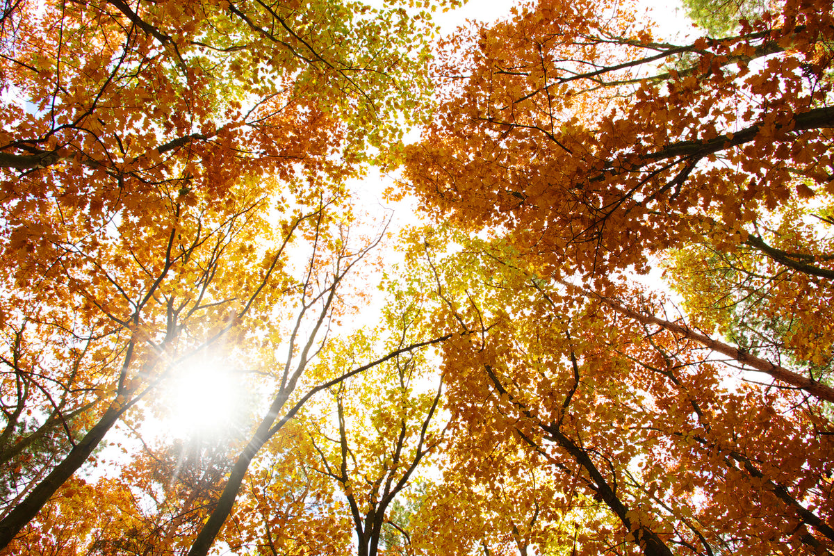 framedcanvas-print-enlightened-autumn-trees