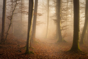 canvas-print-november-forest