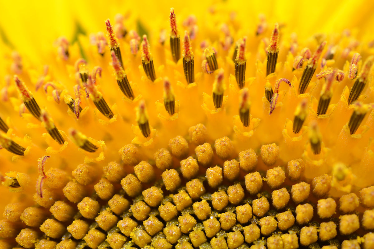 3-piece-canvas-print-the-buds-of-the-sunflower-in-xxl