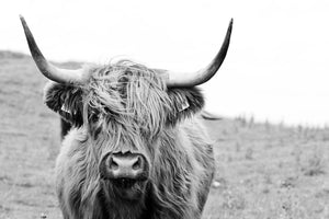 poster-print-brown-highland-cow-in-black-and-white
