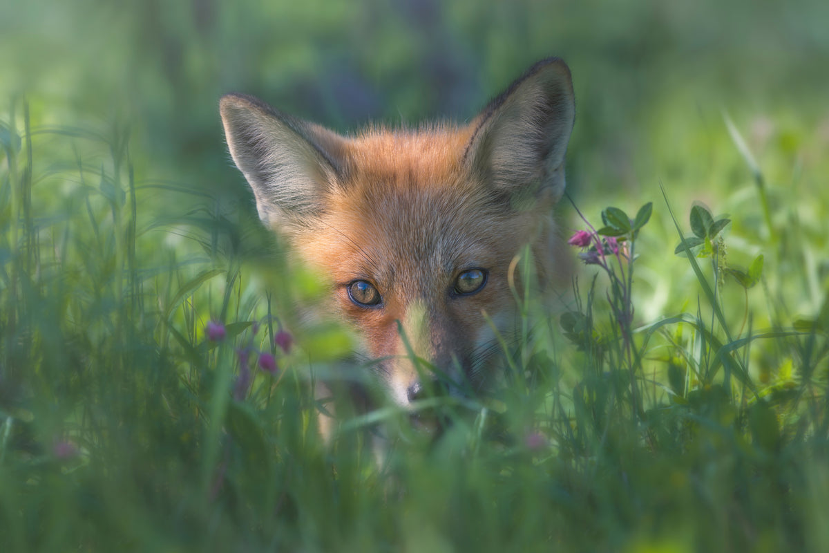 framedposter-print-red-fox-xuf