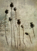 framedcanvas-print-poppy-seedlings