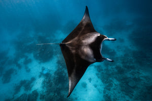 canvas-print-manta-fly