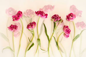 framedposter-print-tulips-xgj