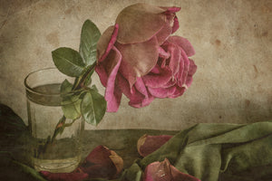 aluminium-print-tear-of-rose-x