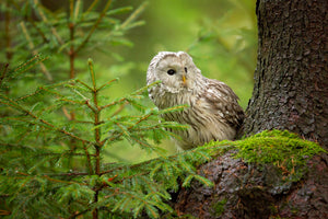 acrylic-print-ural-owl-x