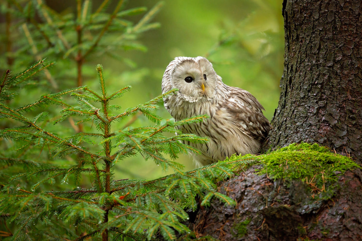 acrylic-print-ural-owl-x