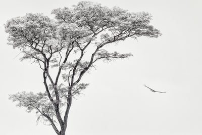 poster-print-the-african-eagle