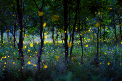 poster-print-magic-fireflies-x