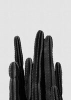 aluminium-print-cactus-black-white