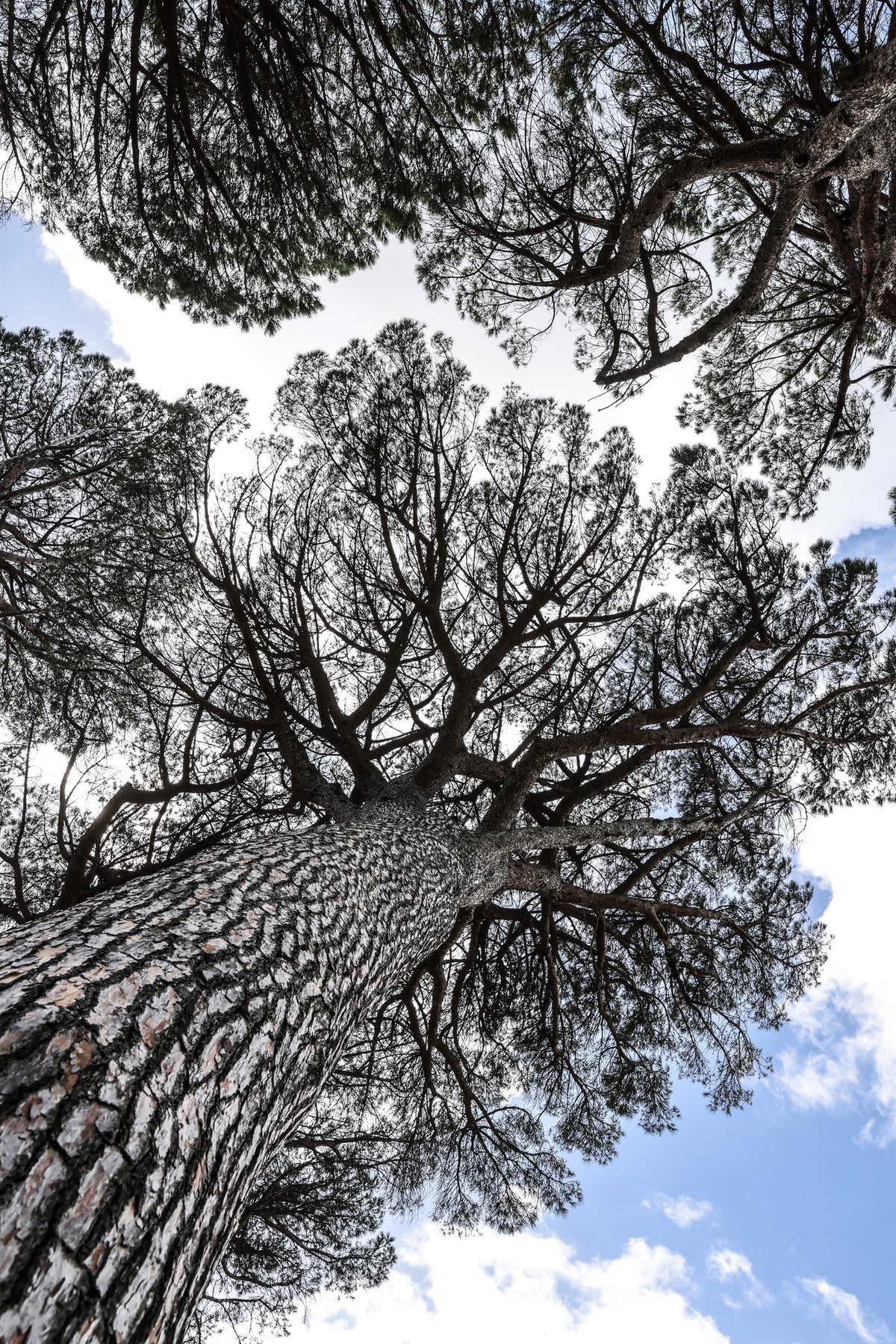 aluminium-print-tallwood-01
