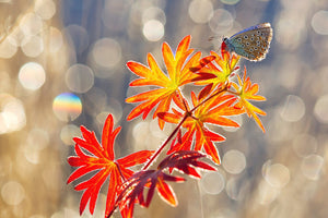 aluminium-print-september-moments-x