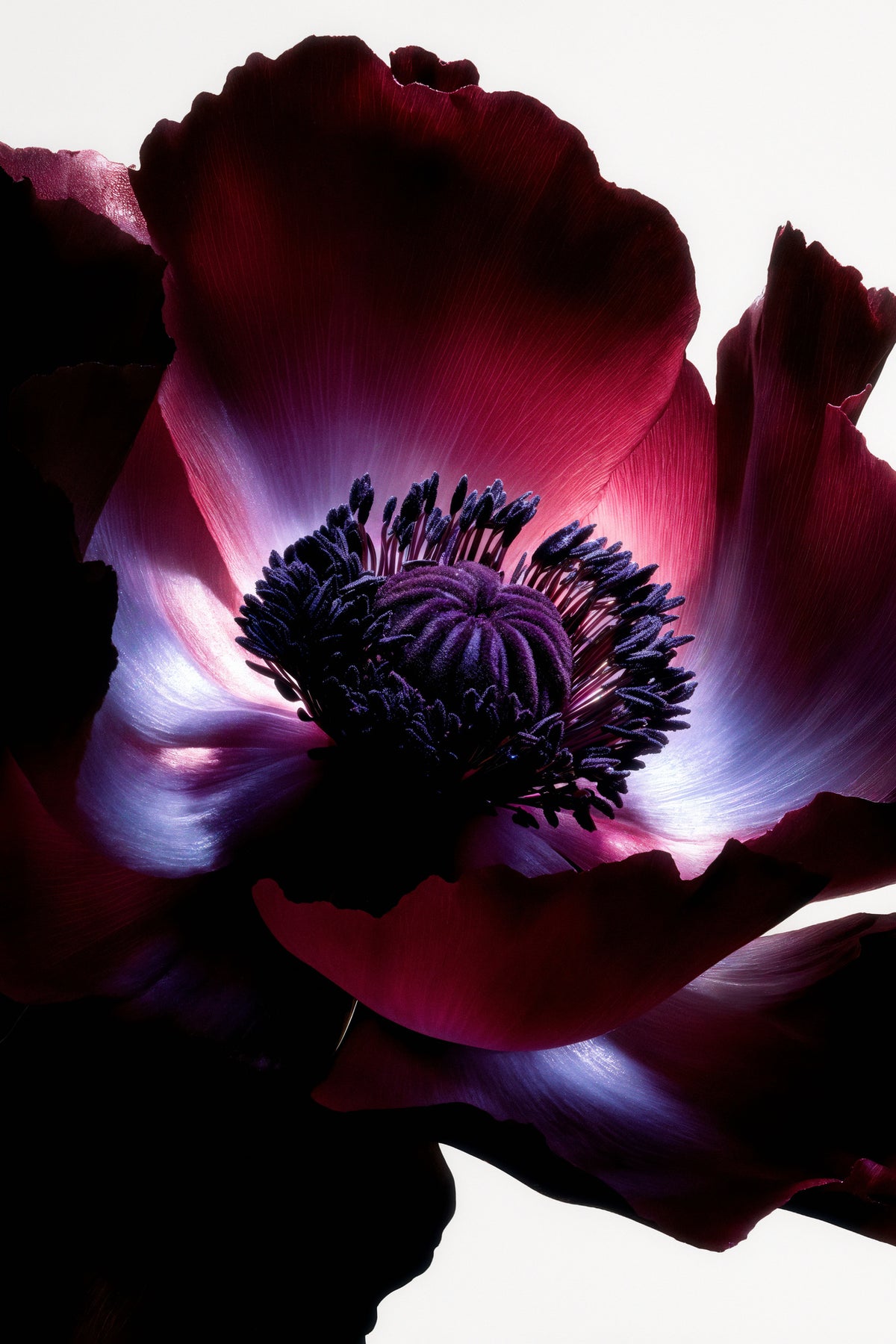 framedcanvas-print-lightfall-florals-opal-core