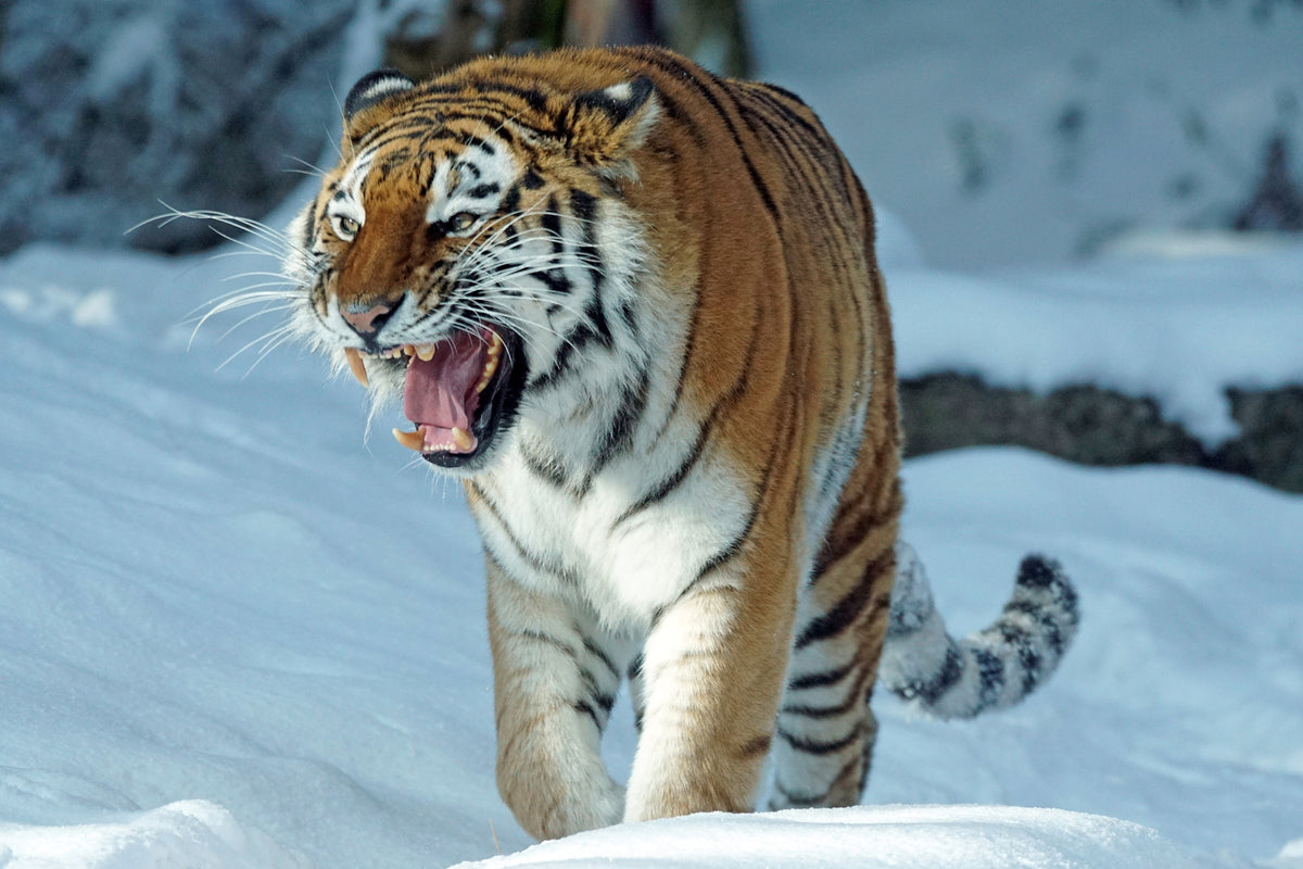 aluminium-print-tiger-in-the-snow