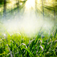 4-piece-aluminium-print-magic-forest