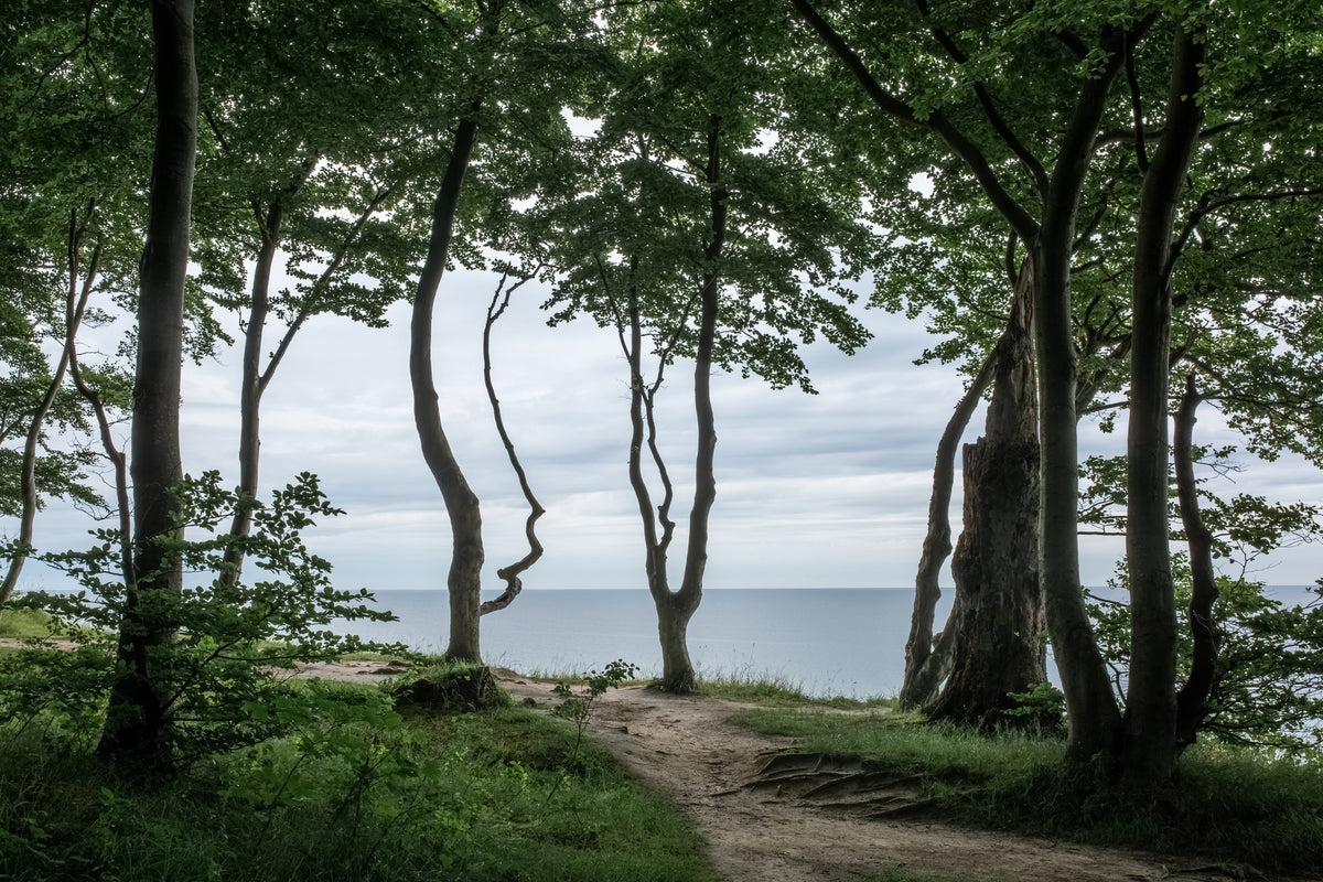 aluminium-print-forest-at-the-sea-2