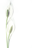 canvas-print-lily-seed-pods